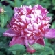芍薬.jpg